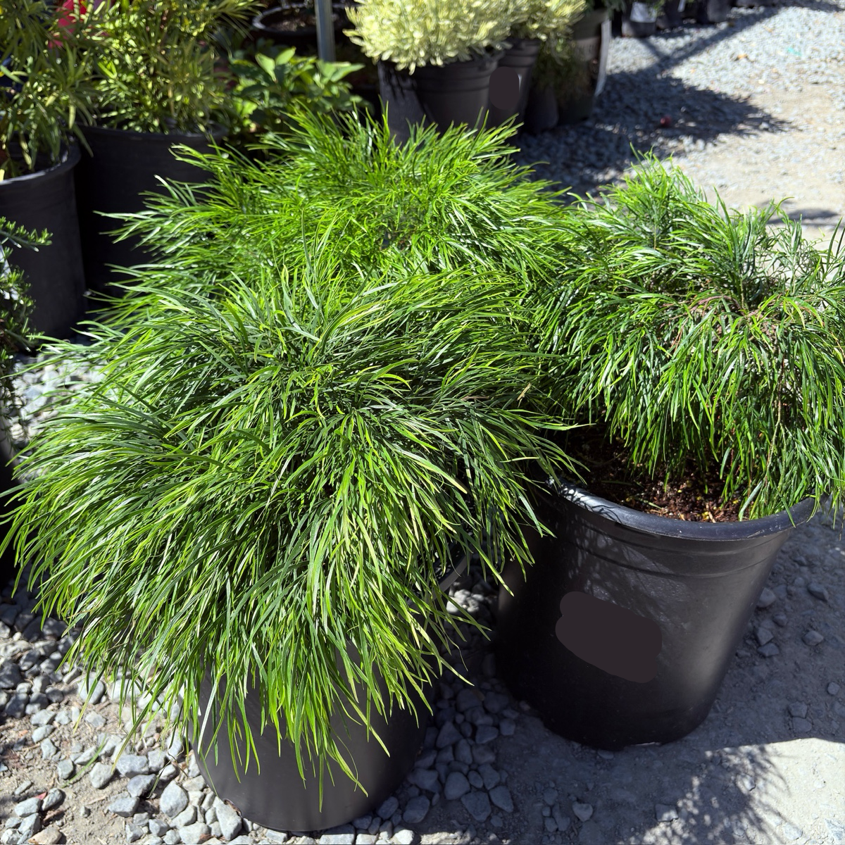 金合欢 Cousin Itt Bower Wattle