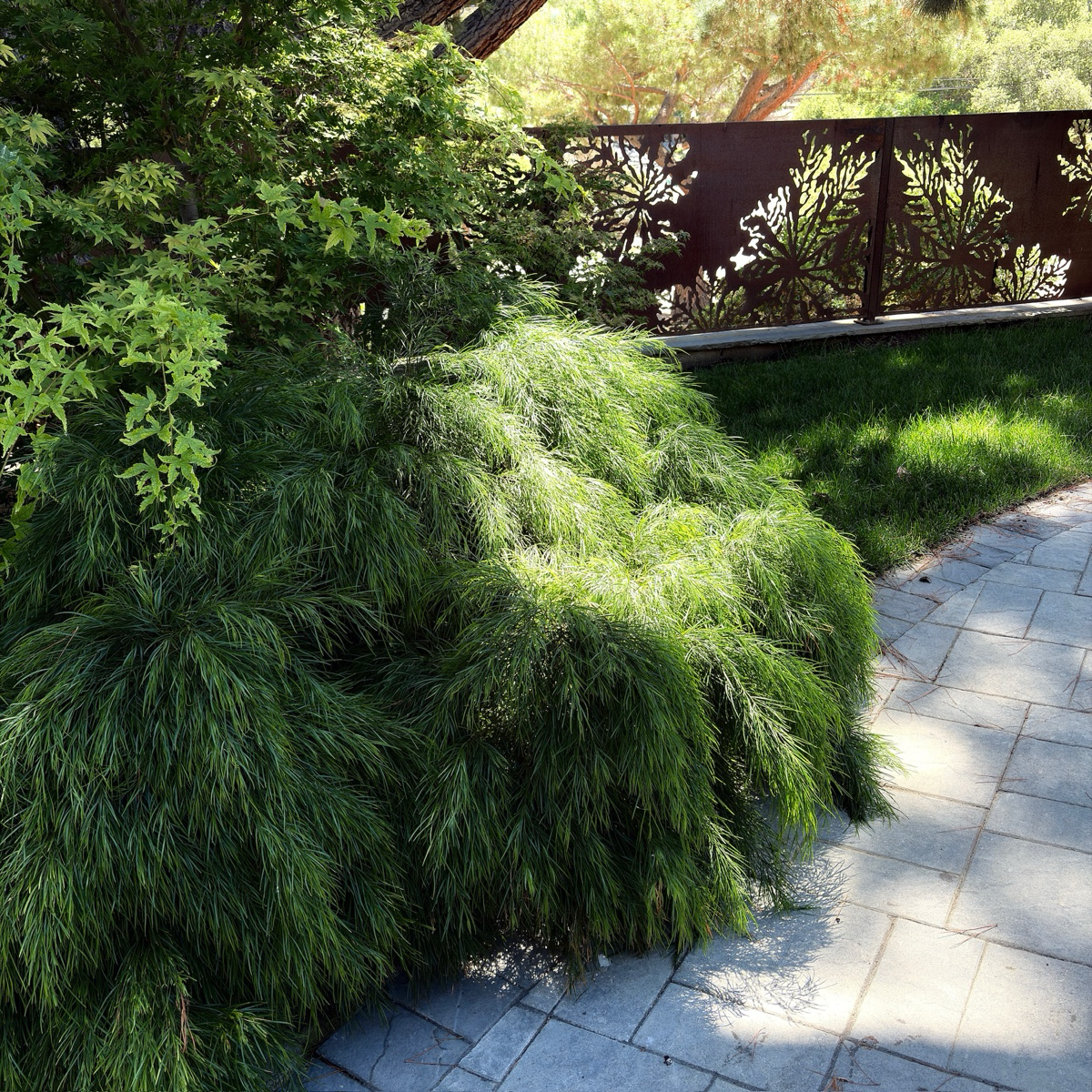 金合欢 Cousin Itt Bower Wattle