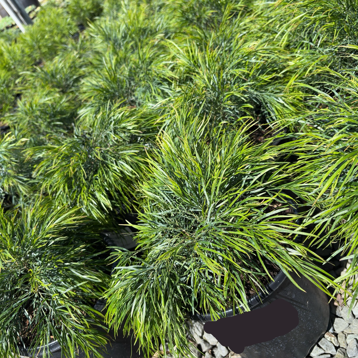金合欢 Cousin Itt Bower Wattle