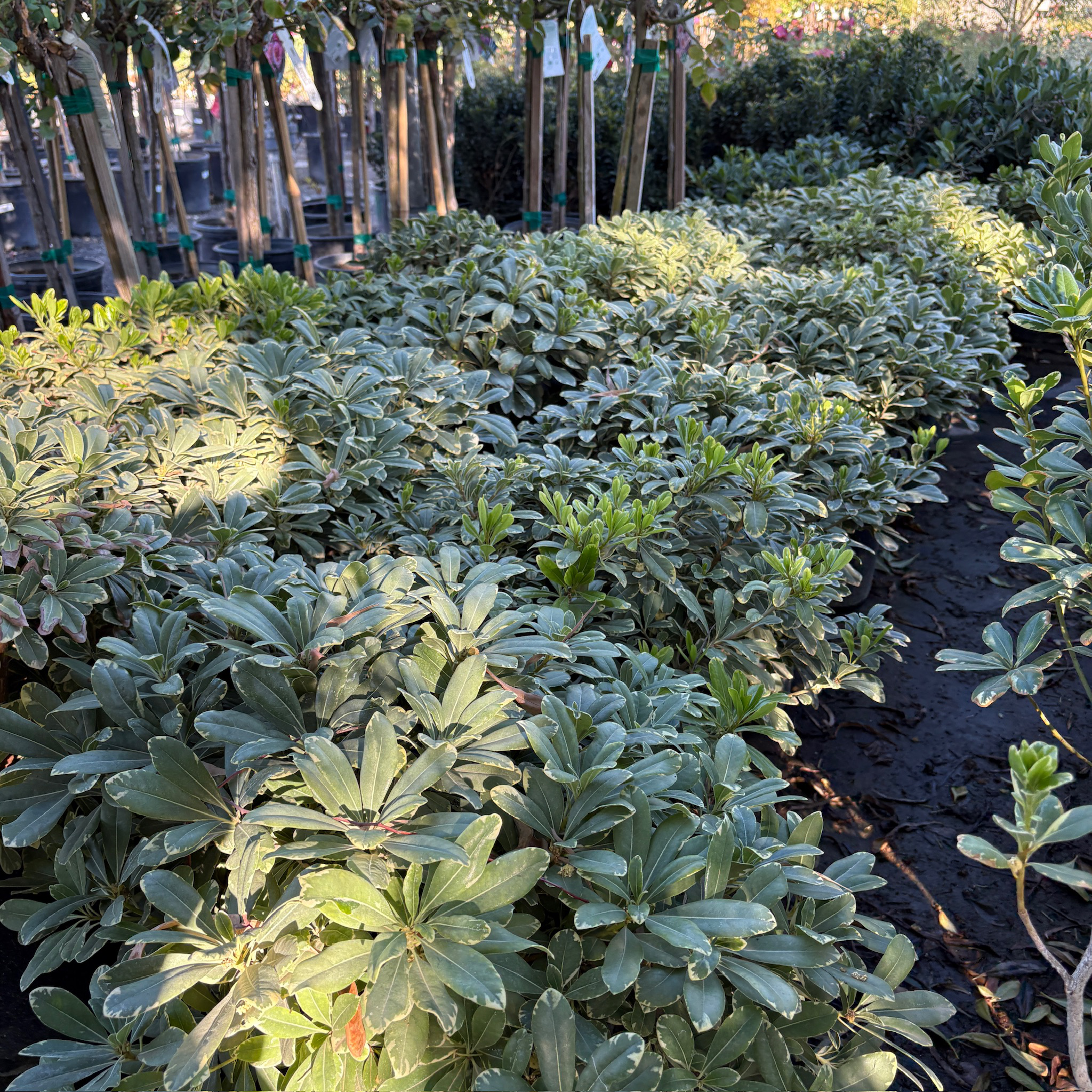 薄荷奶油酒海桐 Cream de Mint Japanese Mock Orange