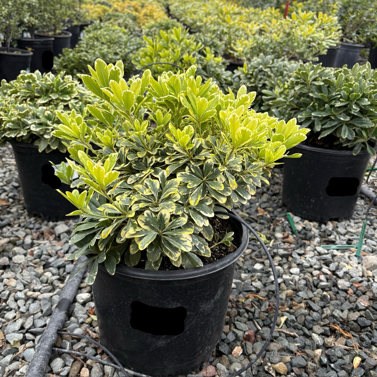 薄荷奶油酒海桐 Cream de Mint Japanese Mock Orange