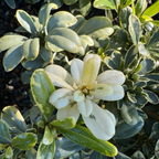 薄荷奶油酒海桐 Cream de Mint Japanese Mock Orange