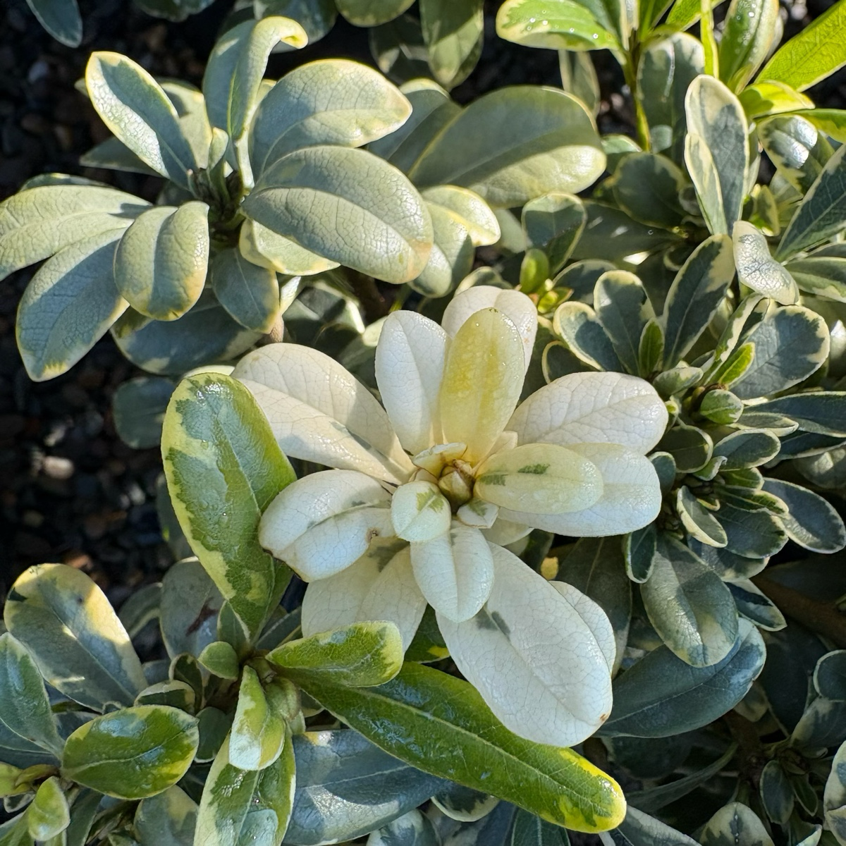 薄荷奶油酒海桐 Cream de Mint Japanese Mock Orange