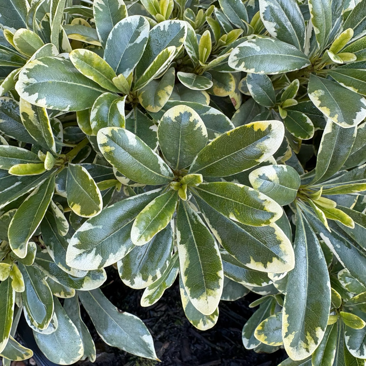 薄荷奶油酒海桐 Cream de Mint Japanese Mock Orange