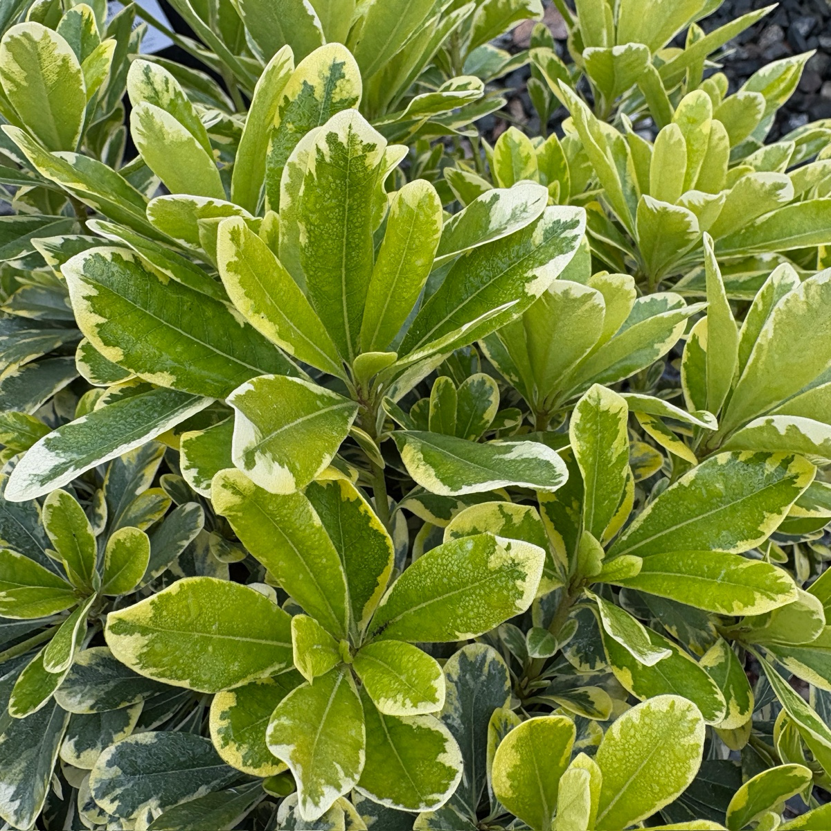 薄荷奶油酒海桐 Cream de Mint Japanese Mock Orange