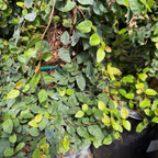 薜荔 Creeping Fig