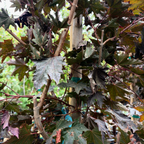 挪威槭-深红哨兵枫 Crimson Sentry Norway Maple