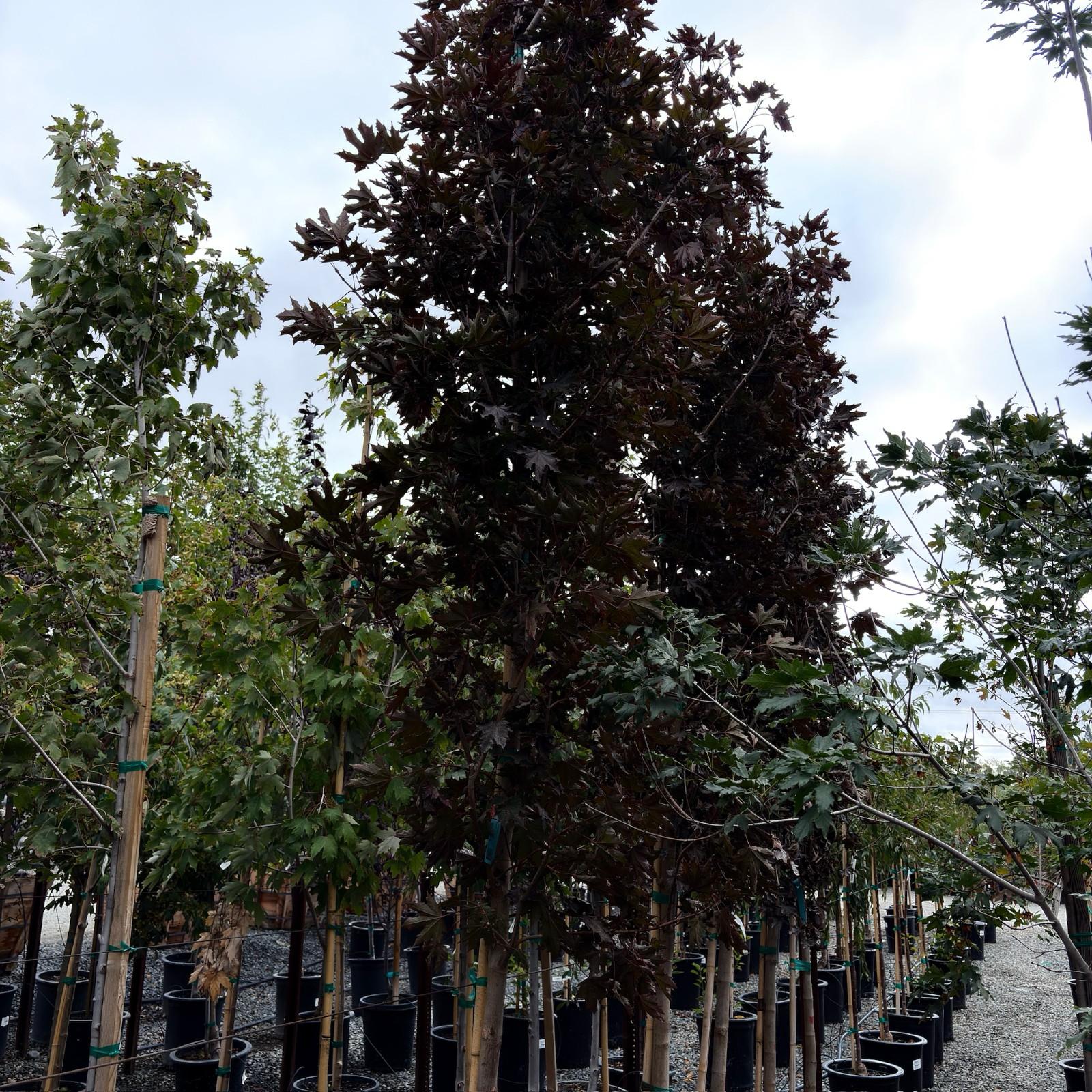 挪威槭-深红哨兵枫 Crimson Sentry Norway Maple
