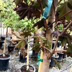 挪威槭-深红哨兵枫 Crimson Sentry Norway Maple