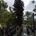 挪威槭-深红哨兵枫 Crimson Sentry Norway Maple