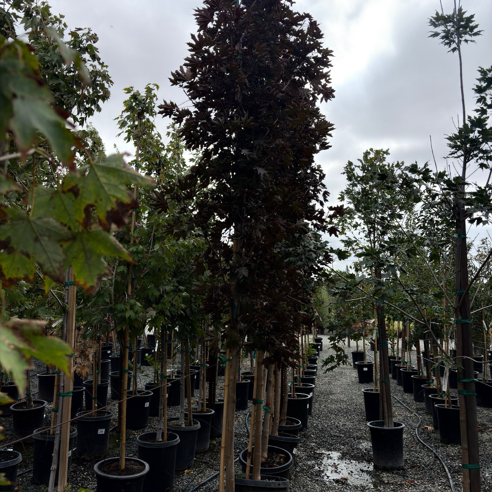 挪威槭-深红哨兵枫 Crimson Sentry Norway Maple