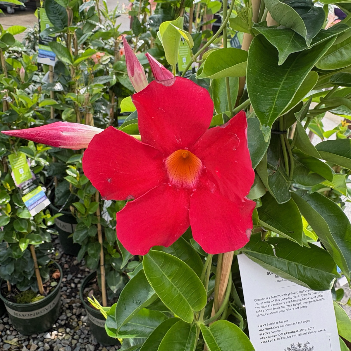 飘香藤 Crimson 【Sun Parasol®】 Mandevilla