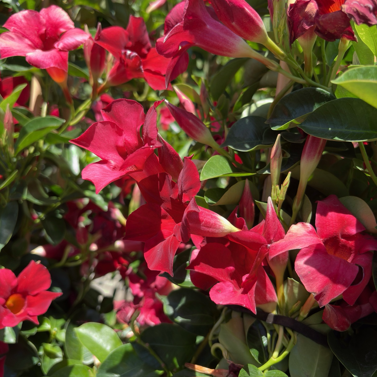 飘香藤 Crimson 【Sun Parasol®】 Mandevilla