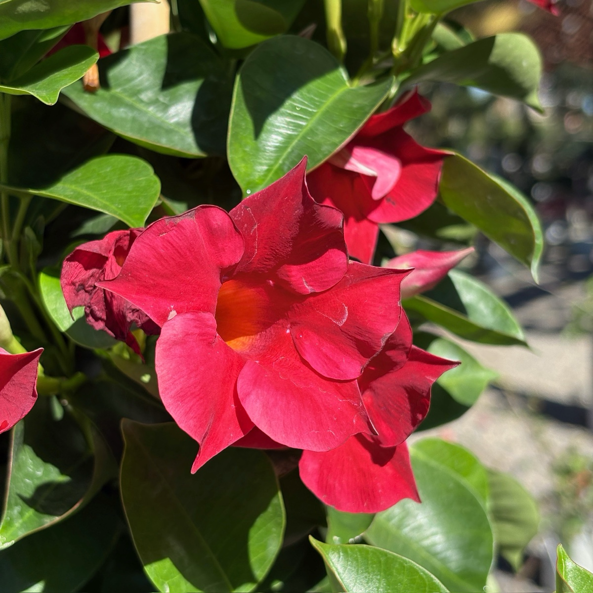 飘香藤 Crimson 【Sun Parasol®】 Mandevilla