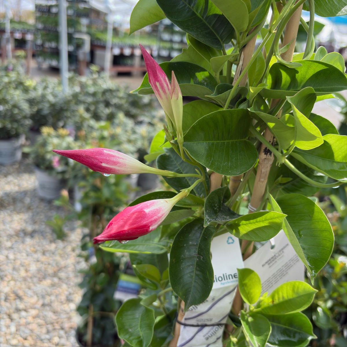飘香藤 Crimson 【Sun Parasol®】 Mandevilla