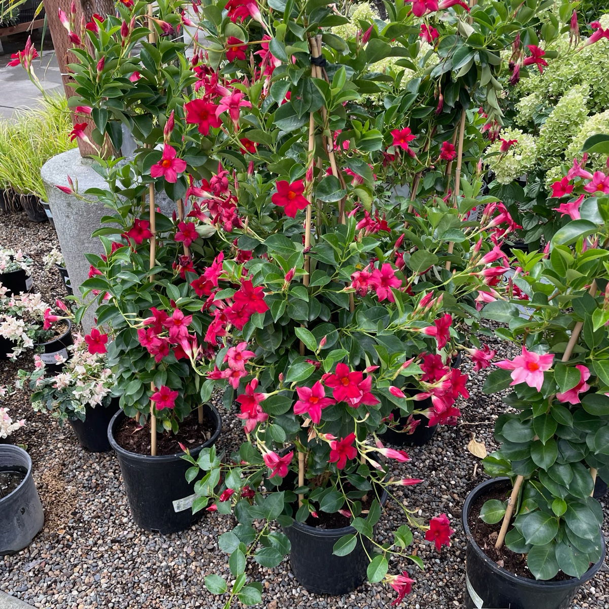 飘香藤 Crimson 【Sun Parasol®】 Mandevilla