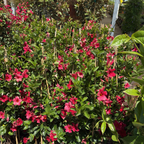 飘香藤 Crimson 【Sun Parasol®】 Mandevilla