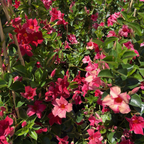 飘香藤 Crimson 【Sun Parasol®】 Mandevilla