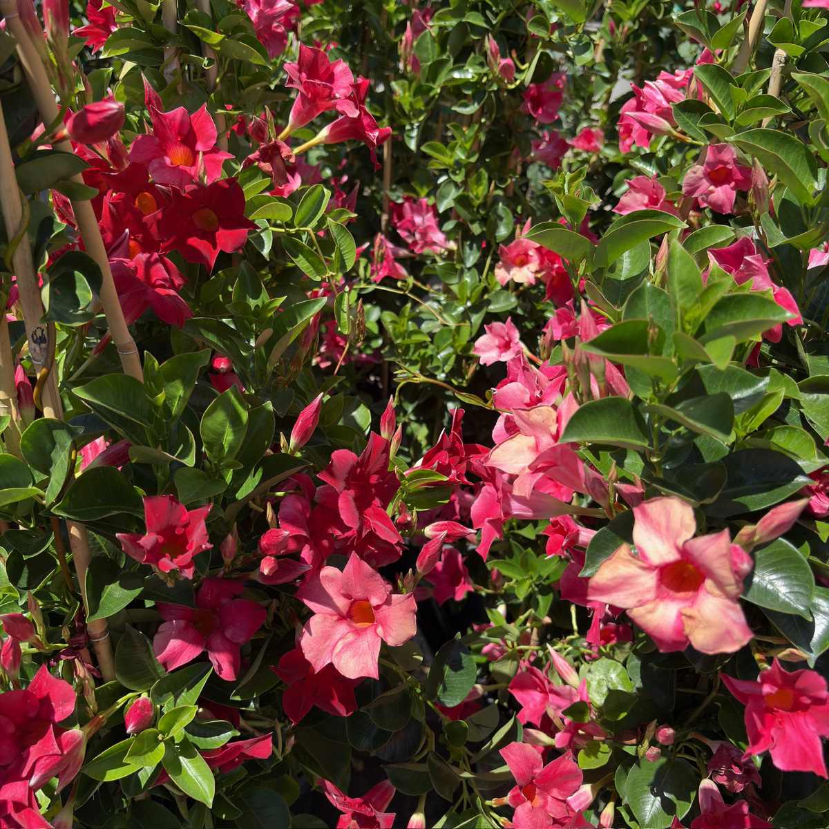 飘香藤 Crimson 【Sun Parasol®】 Mandevilla