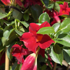 飘香藤 Crimson 【Sun Parasol®】 Mandevilla
