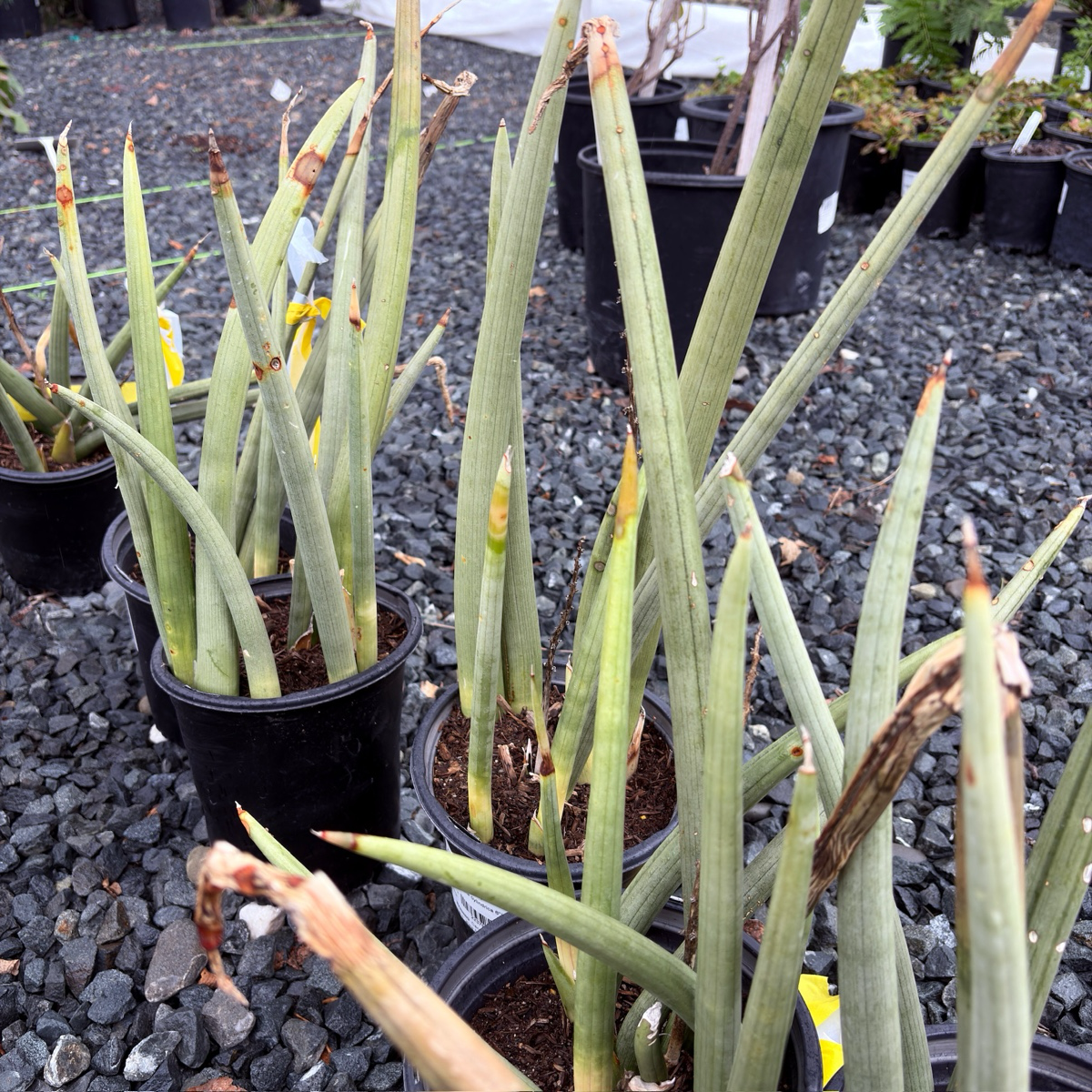 银火焰虎皮兰 Cylindrical Snake Plant