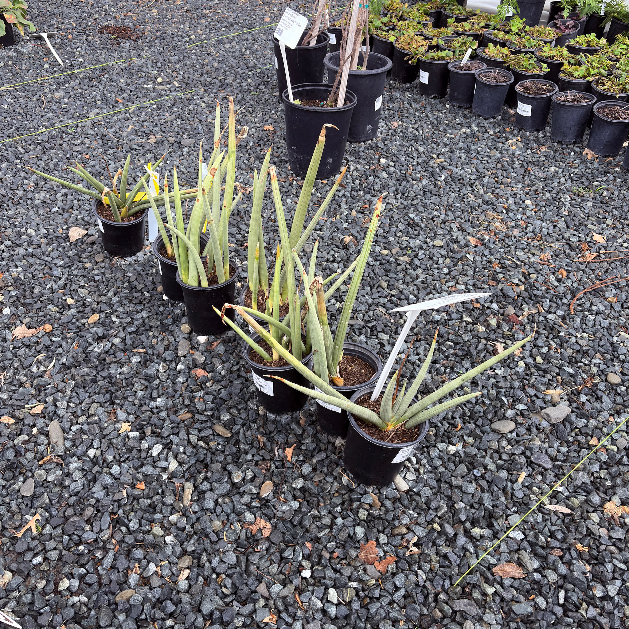 银火焰虎皮兰 Cylindrical Snake Plant