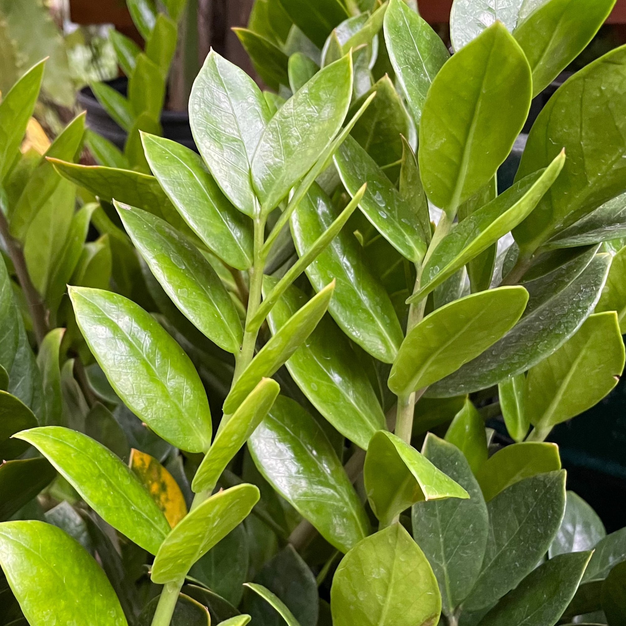 Money Tree-Green 