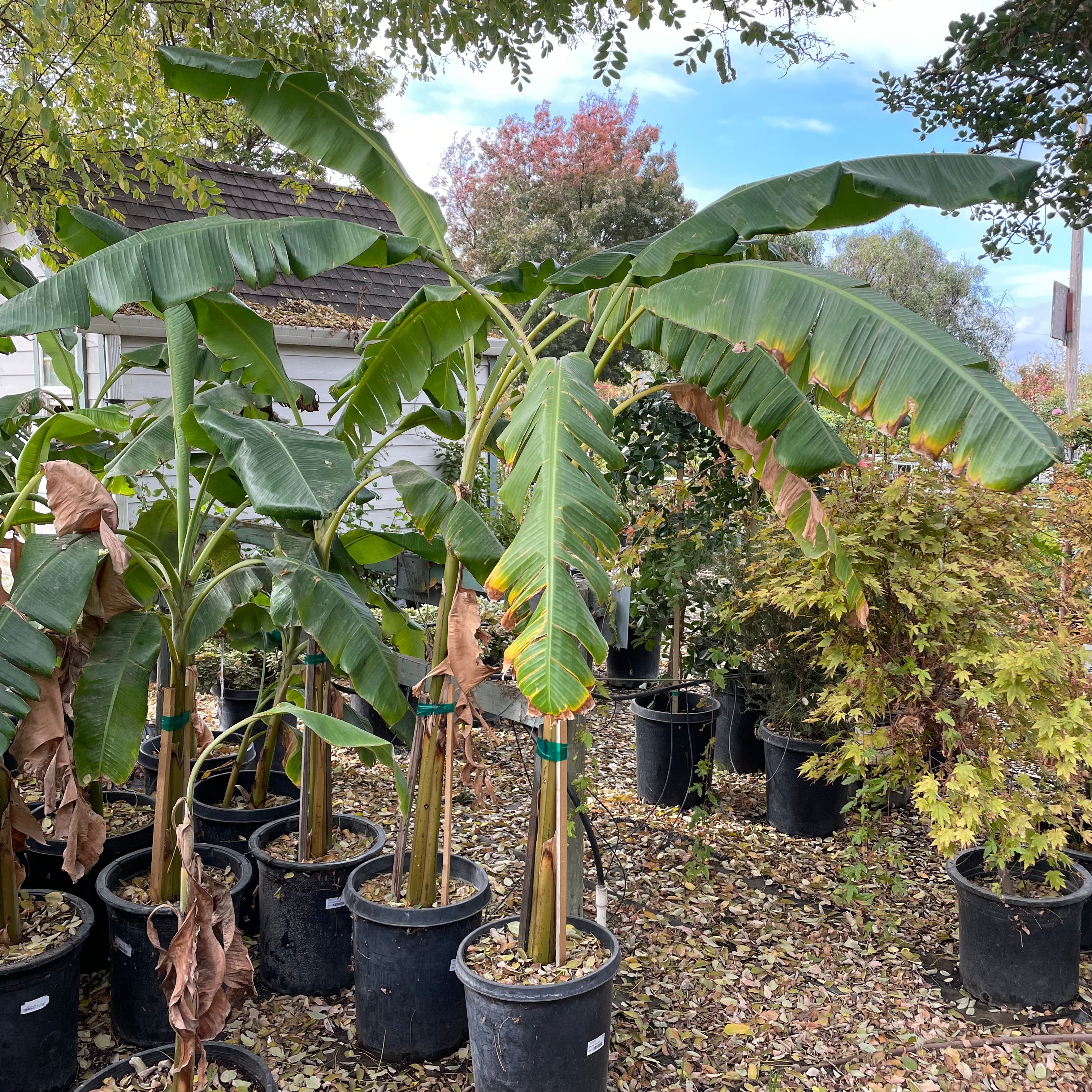 Banana Plant