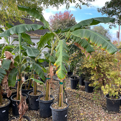 Banana/Banana Leaf Saplings