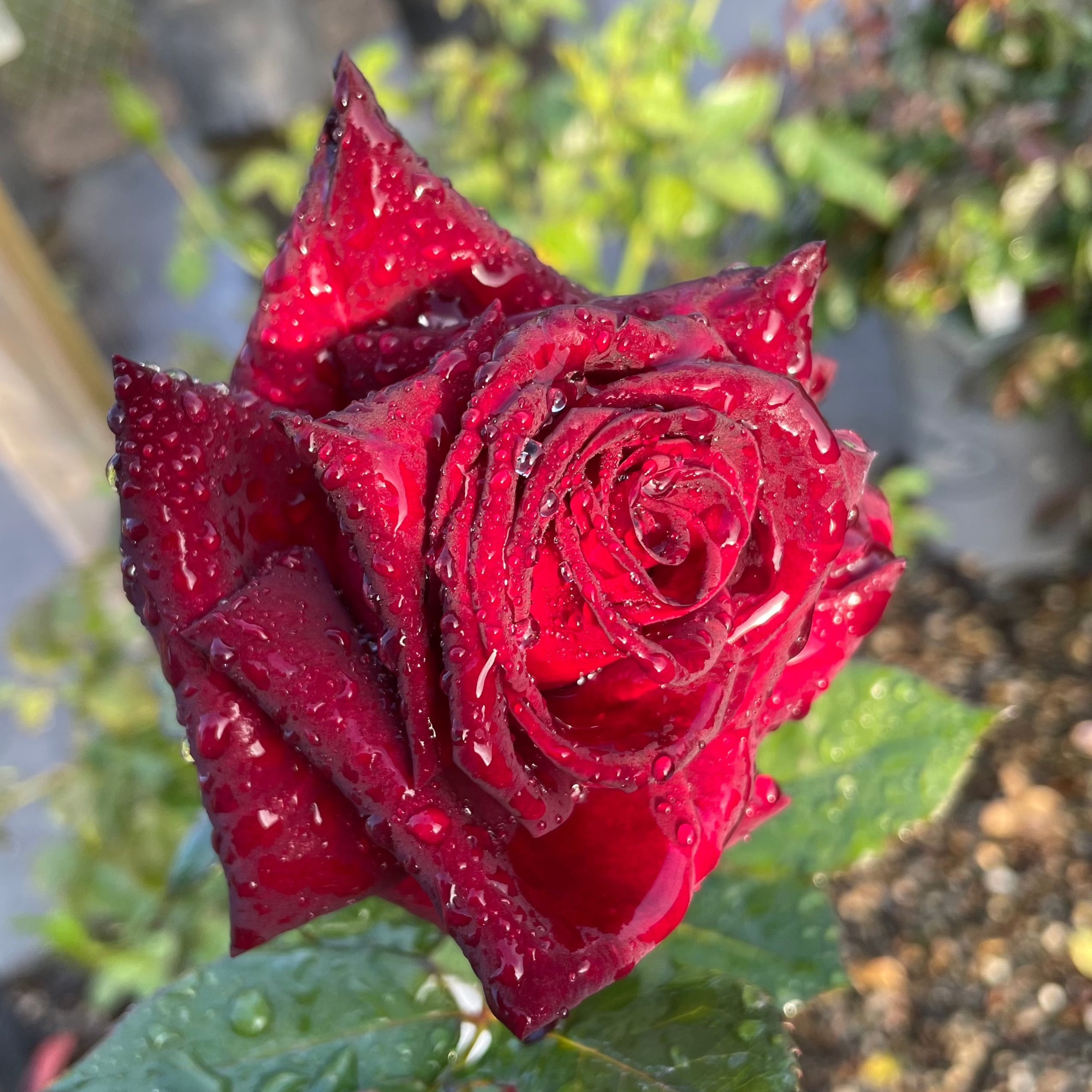 Black Baccara Rose