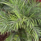 Pygmy Date Palm