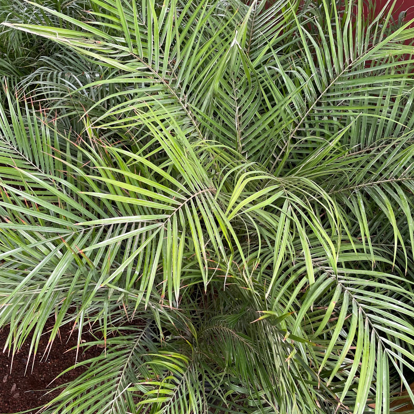 Palm Trees - Dwarf Date Palm