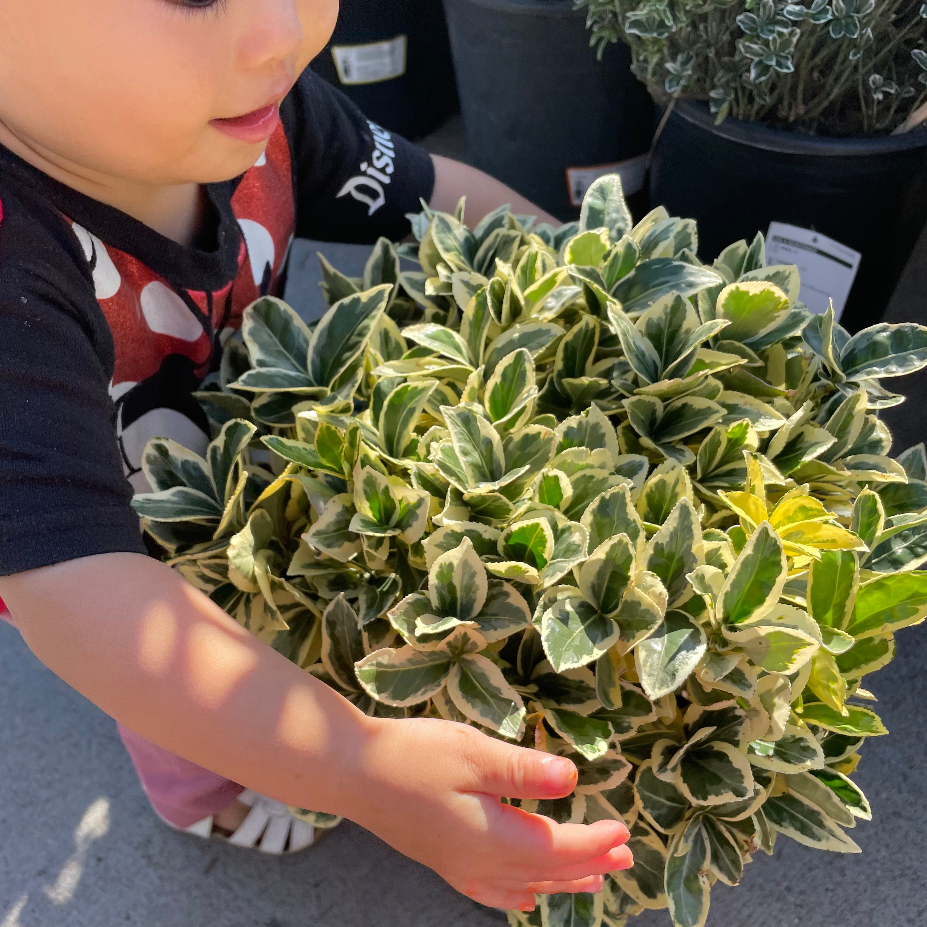 Shrubs - Silver Edge Honeysuckle