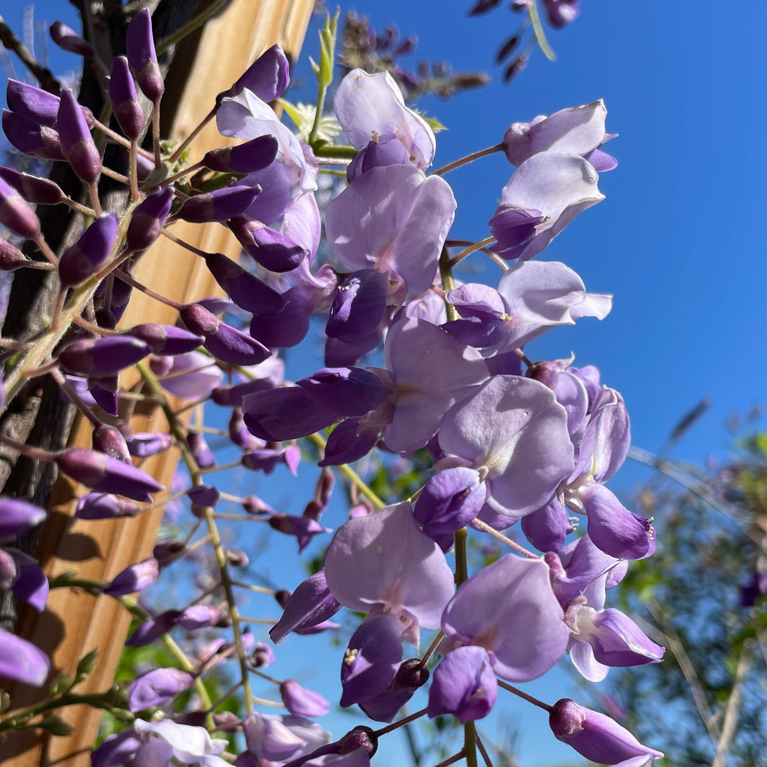 Caroline Chinese Wisteria