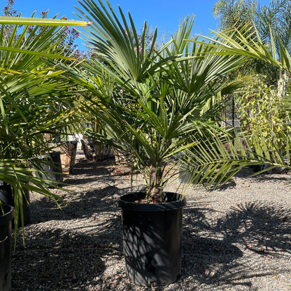 Palm Tree - Windmill Palm