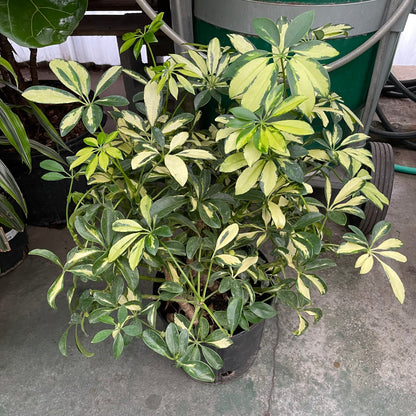 Schefflera chinensis 