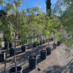 漆树科-加州胡椒树