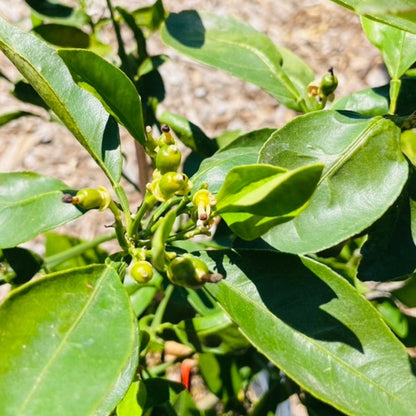 Orange Tree-Kara Red Navel Orange