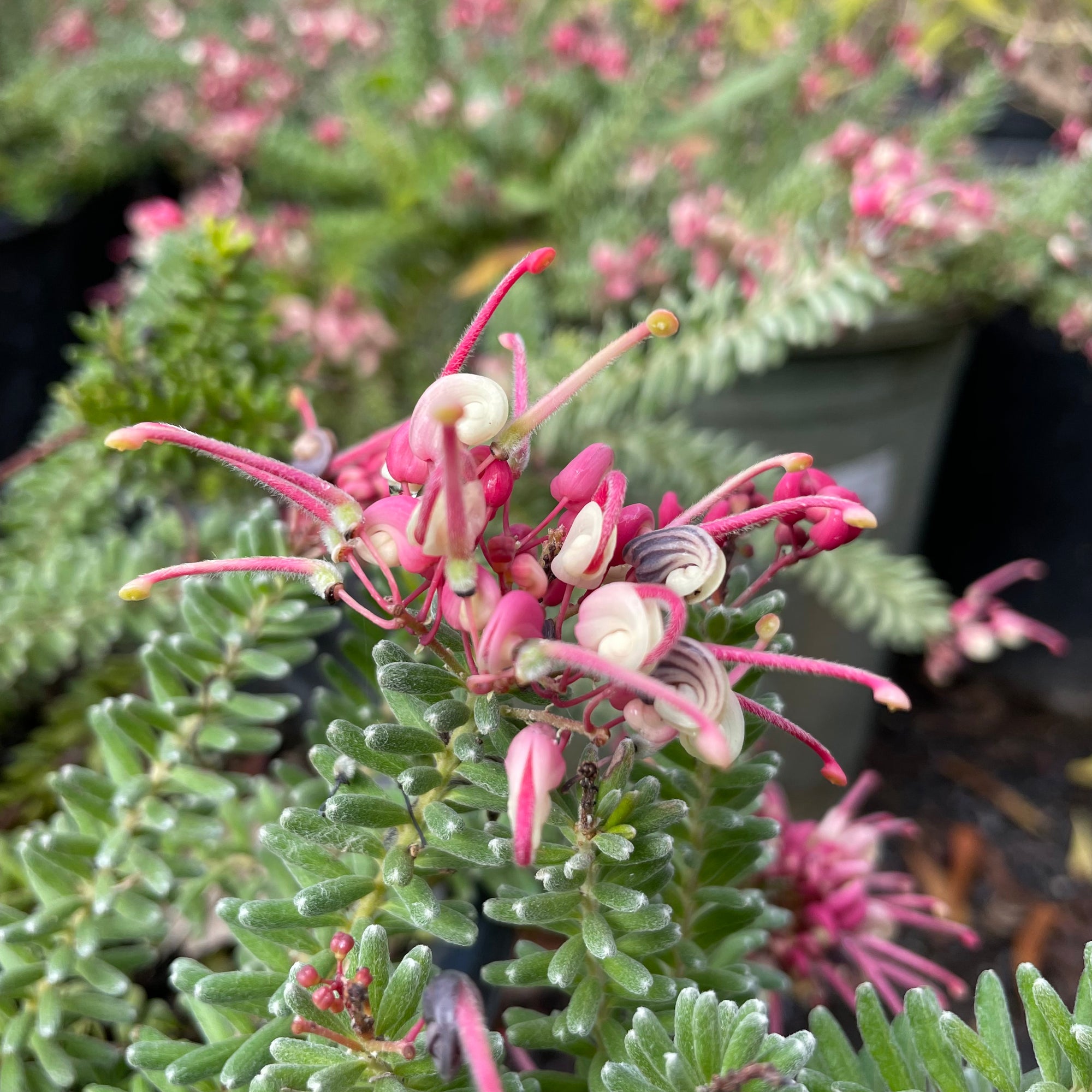 Mt.Tamboritha Woolly Grevillea