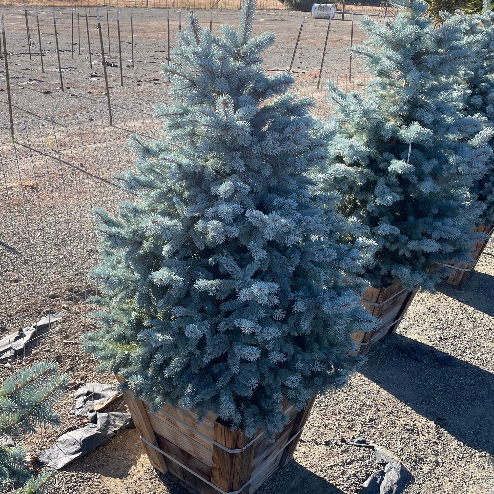 Baby Blue Colorado Spruce