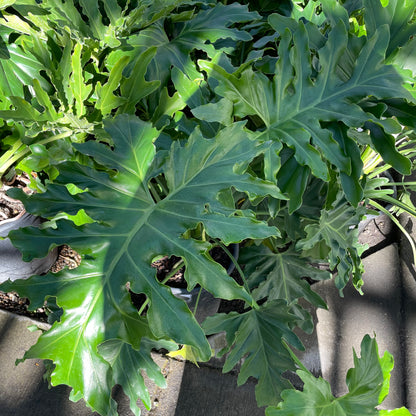 Banana Leaf Vine-Dragon Scale Spring Feather