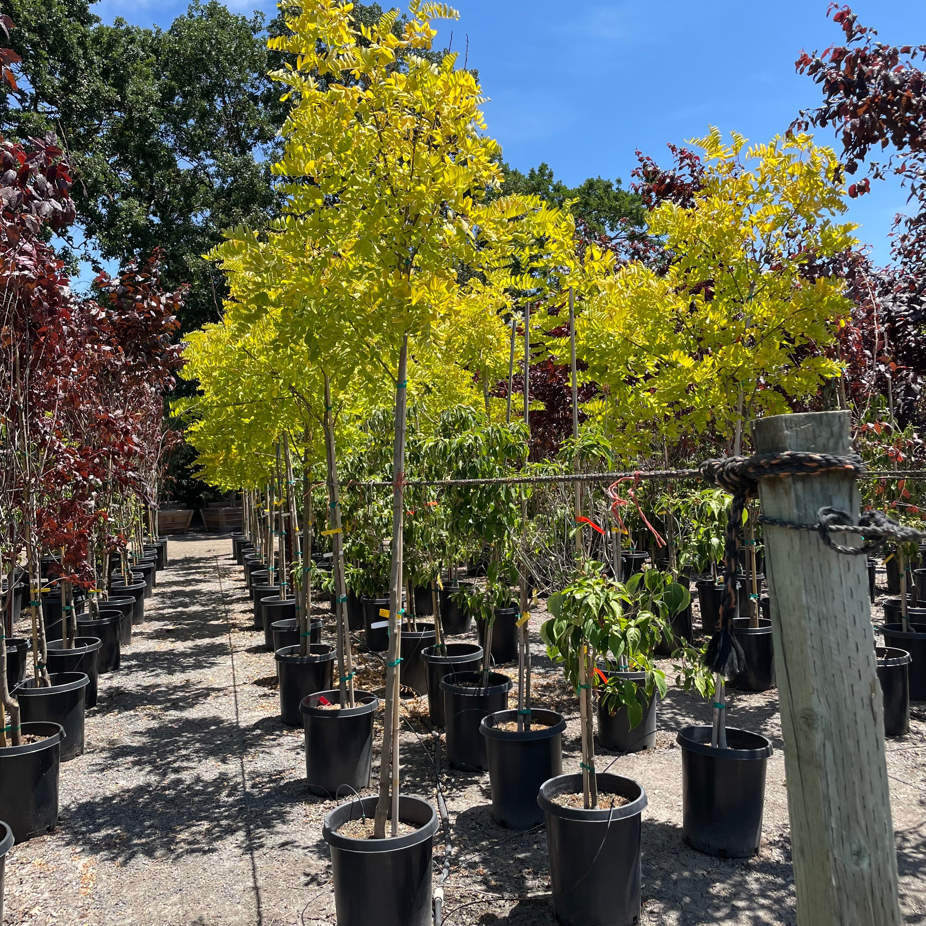 Frisia Golden Locust