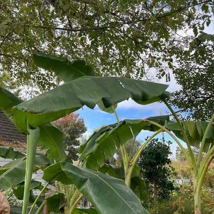 Banana/Banana Leaf Saplings