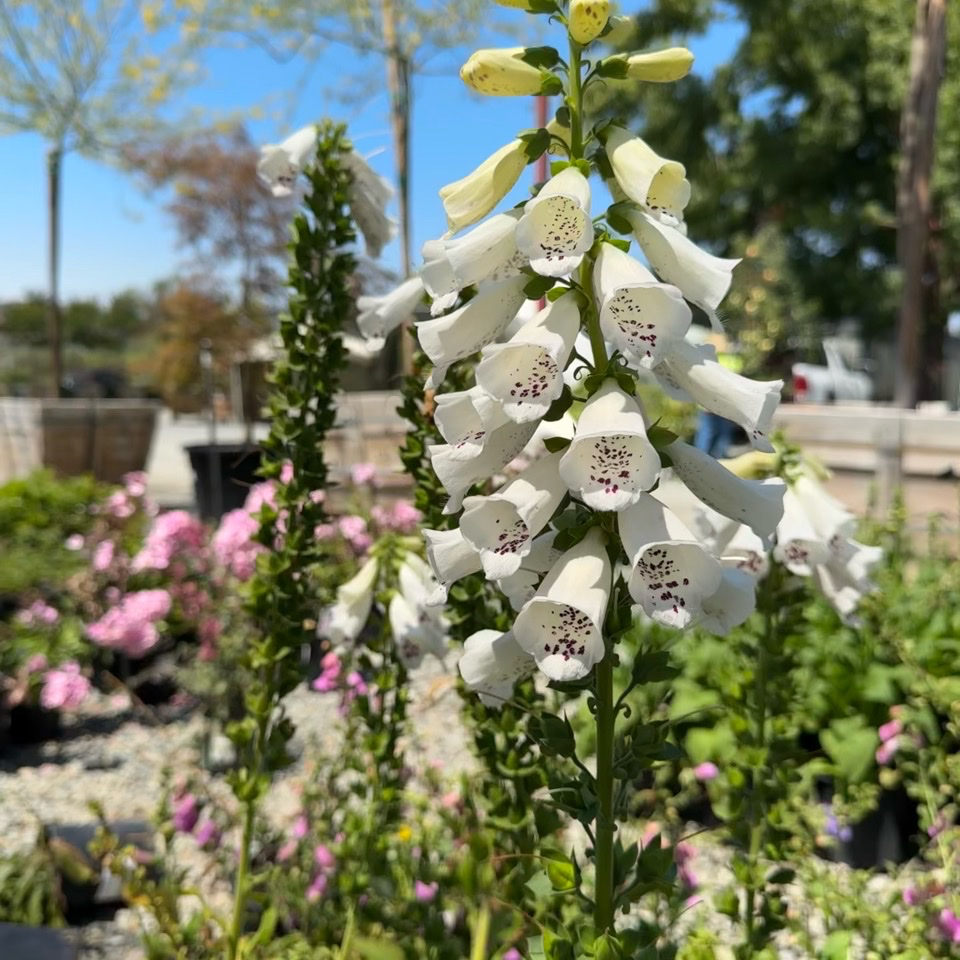 毛地黄 Dalmatian  White Foxglove