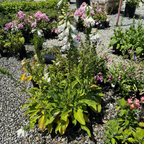 毛地黄 Dalmatian  White Foxglove
