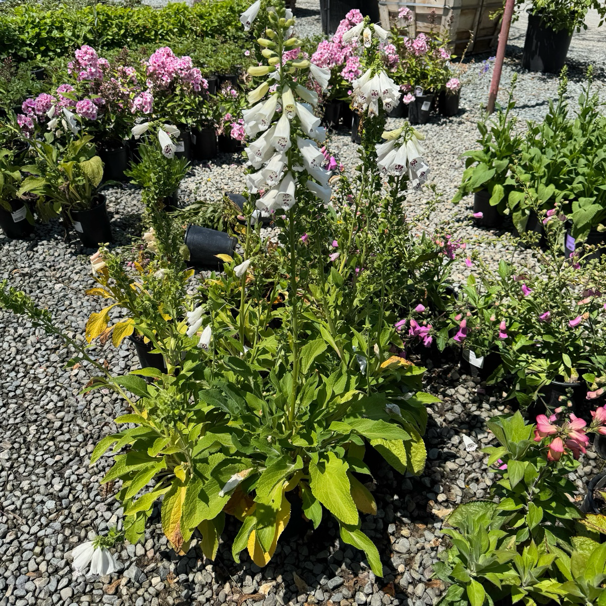 毛地黄 Dalmatian  White Foxglove
