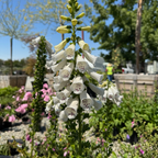 毛地黄 Dalmatian  White Foxglove