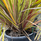 朱蕉 Dancing Can Can Cabbage Palm