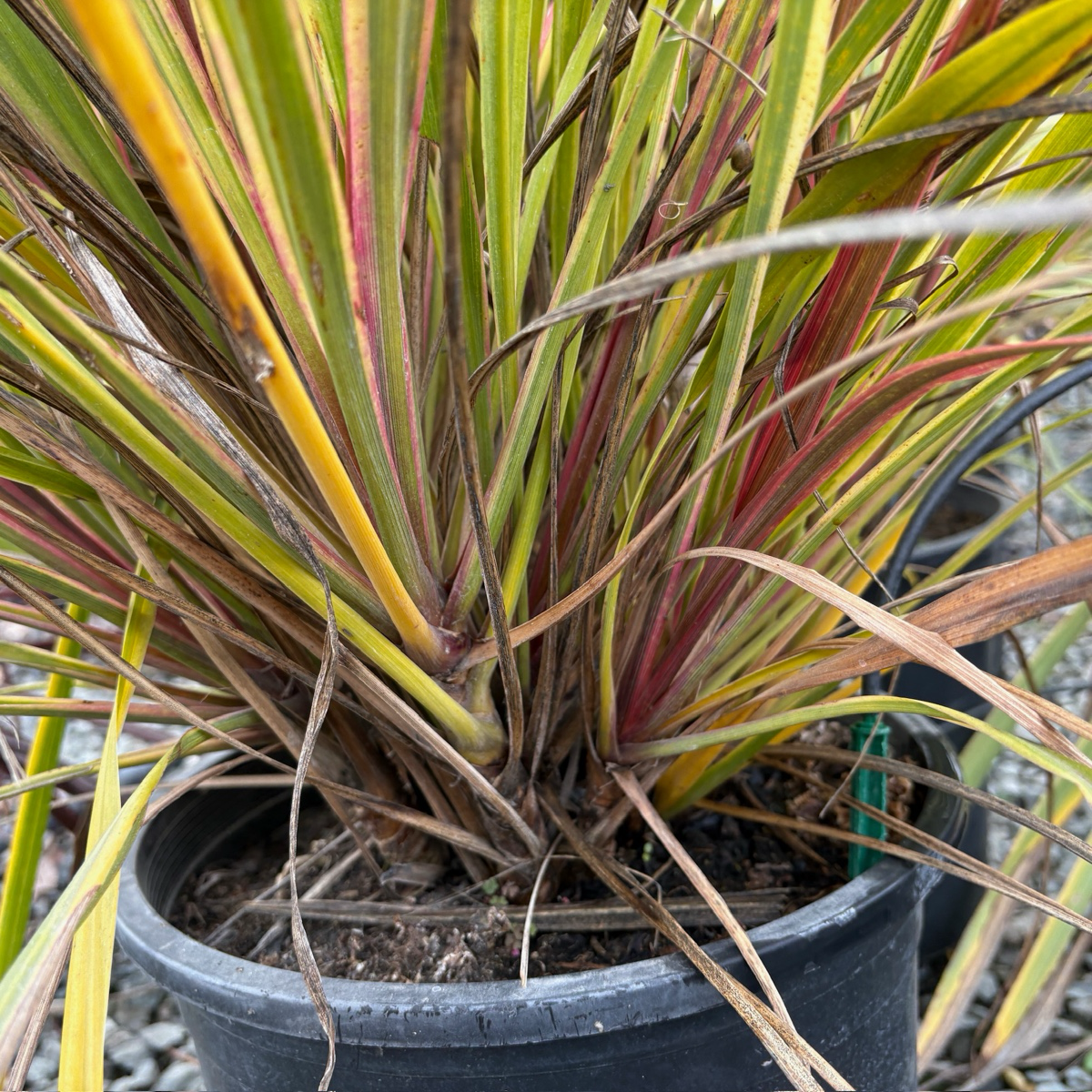 朱蕉 Dancing Can Can Cabbage Palm