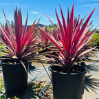 朱蕉 Dancing™ Paso Doble Cordyline